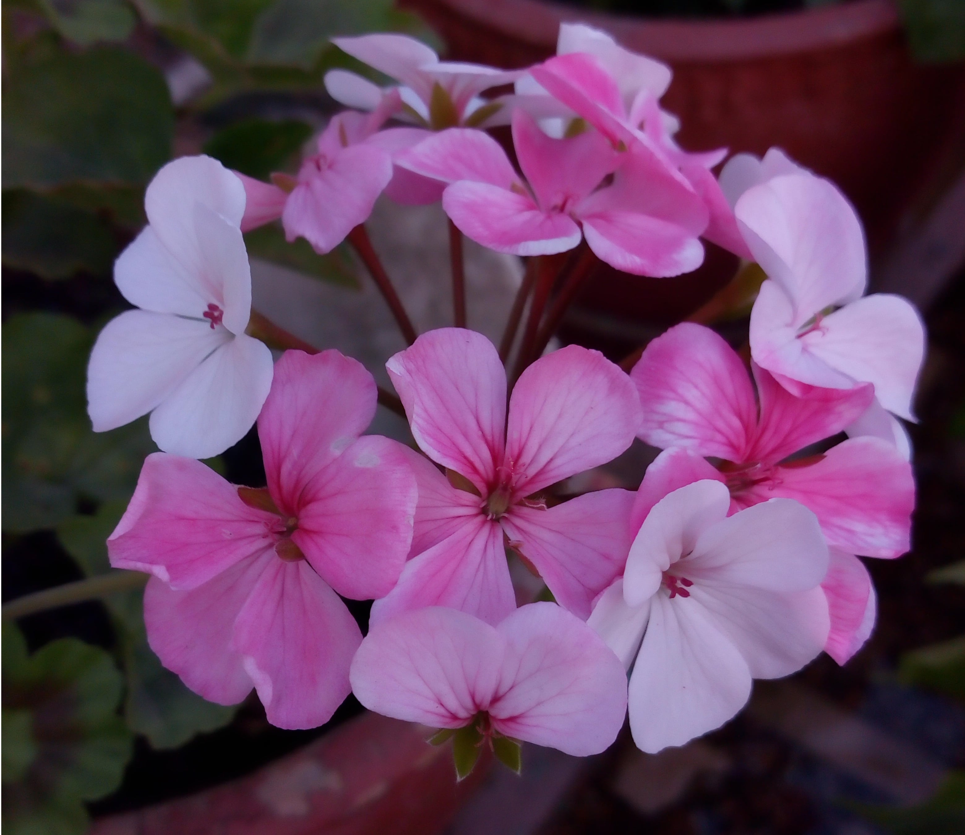 moto e4 plus back camera sample 1