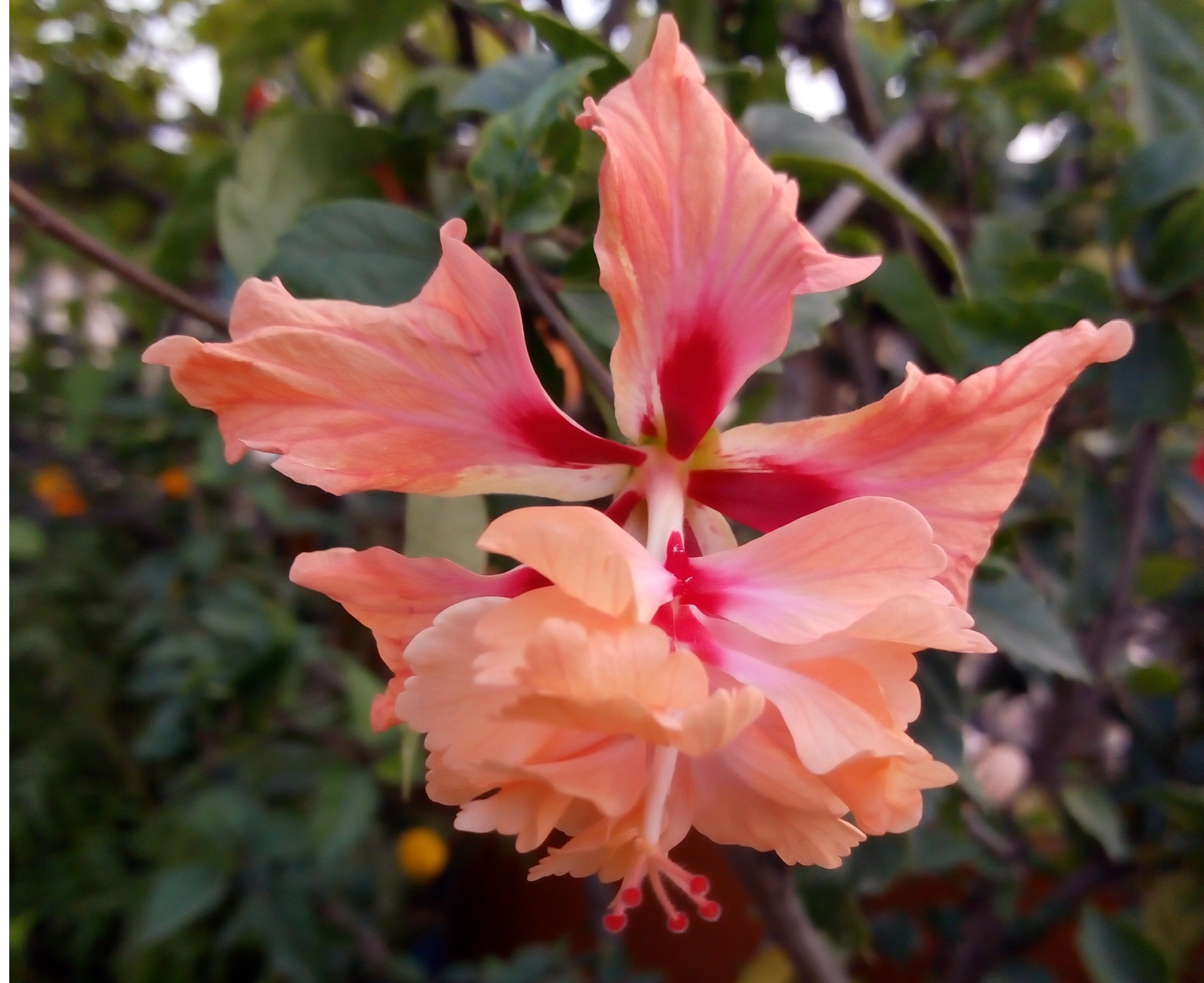 moto e4 plus back camera sample 2