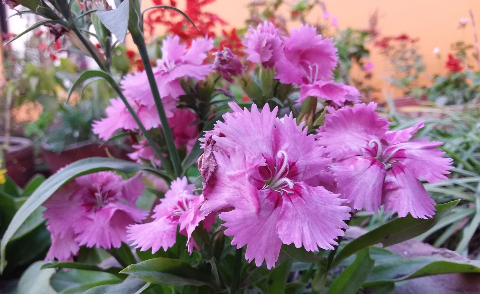 tab a 2017 rear camera 