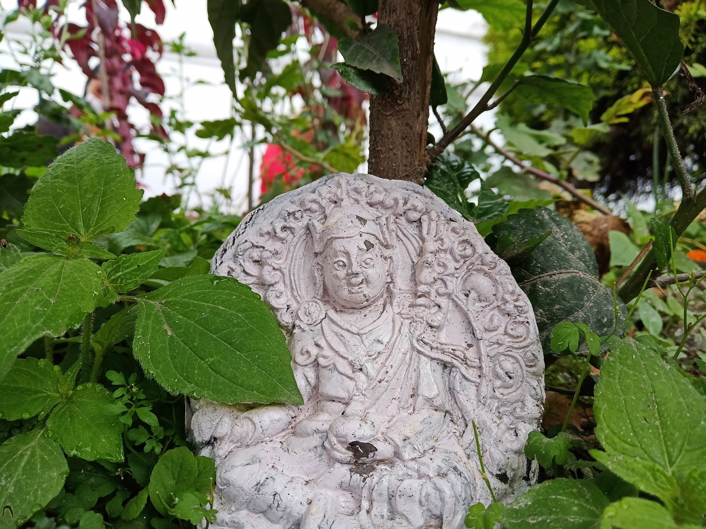 vivo v11 color tone camera sample