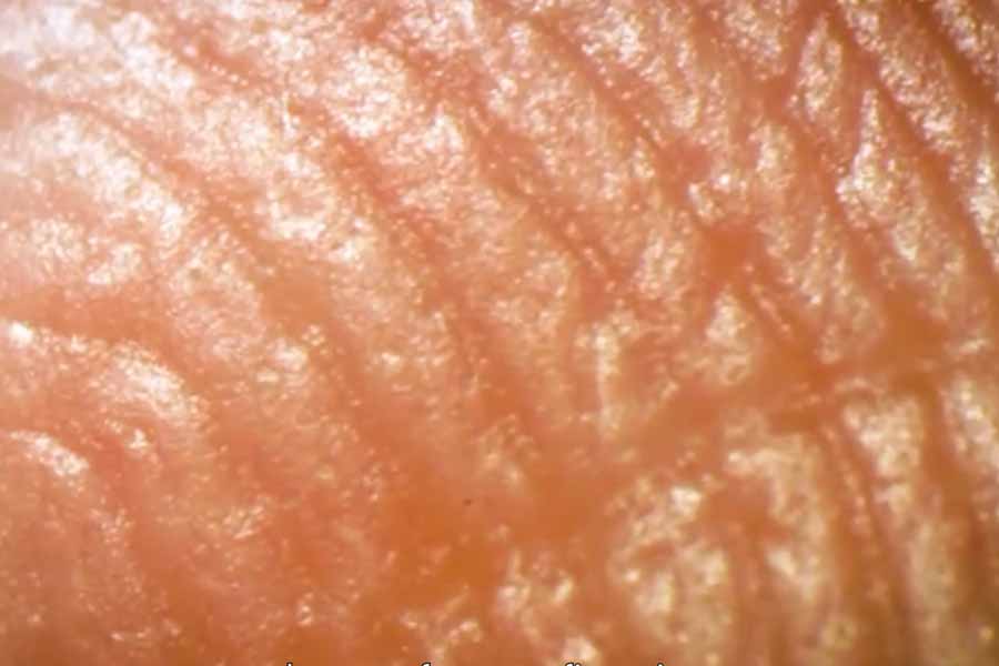 Sweat glands at fingertips