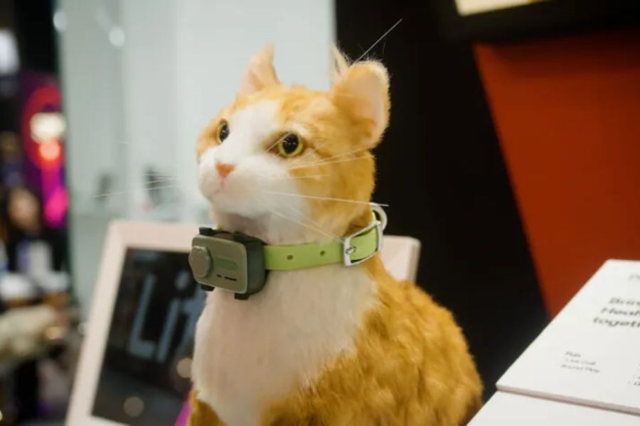 PetPhone on a cat