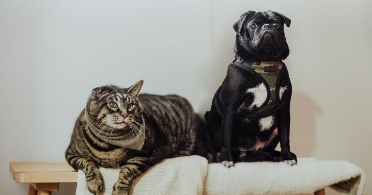 Kathmandu Metropolitan City rolls out an initiative to microchip pets